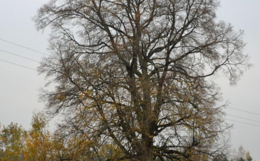 Zuikiškės liepa.jpg